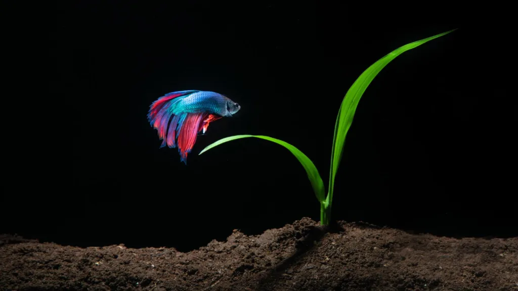 Gupik Koi - co warto o nim wiedzieć?