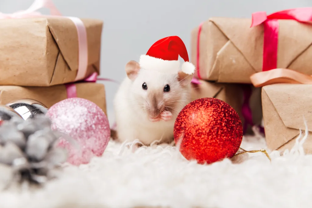 Dlaczego chomik się trzęsie - Trzy powody