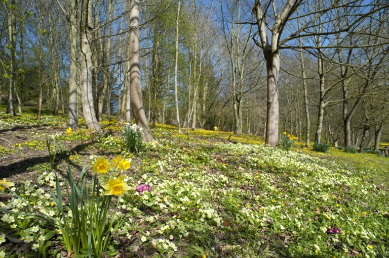 Czy wawrzynek wilczełyko jest trujący dla zwierząt?