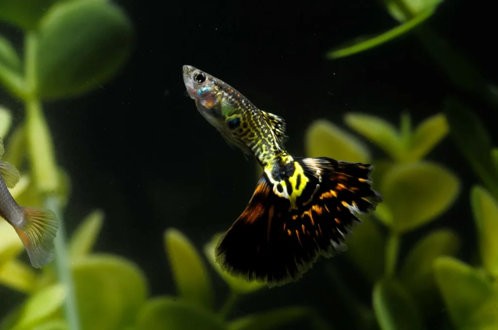 Gupik - jak rozpoznać płeć?