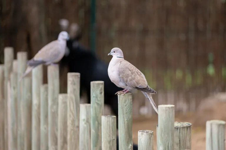 Gołębie na ślub w plenerze - czy to dobry pomysł?