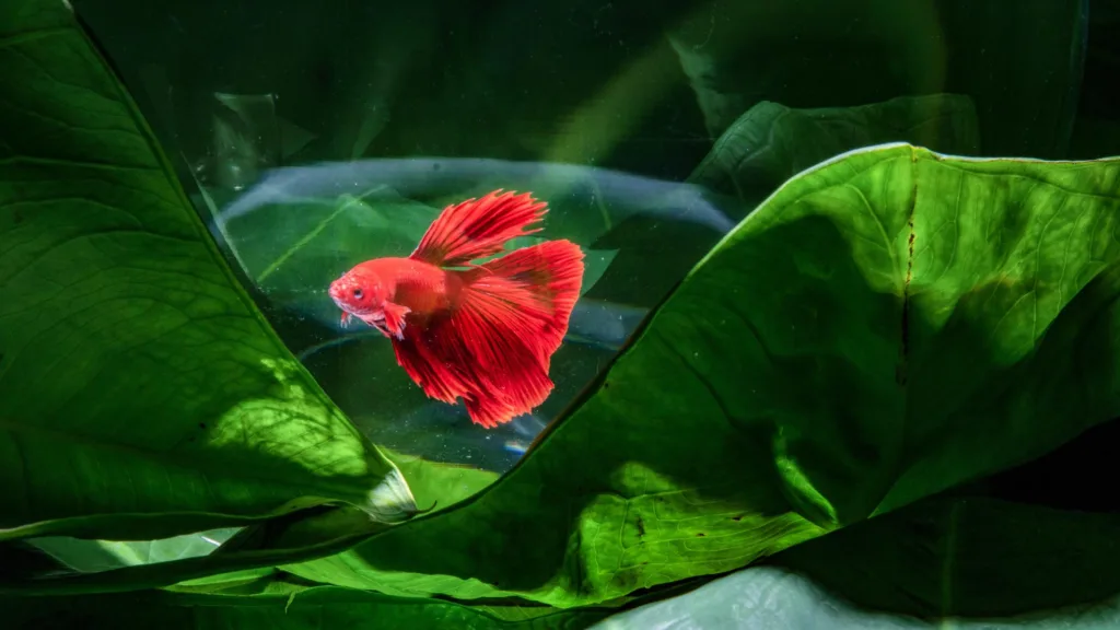 Gupik Santa Maria - Wszystko co musisz wiedzieć