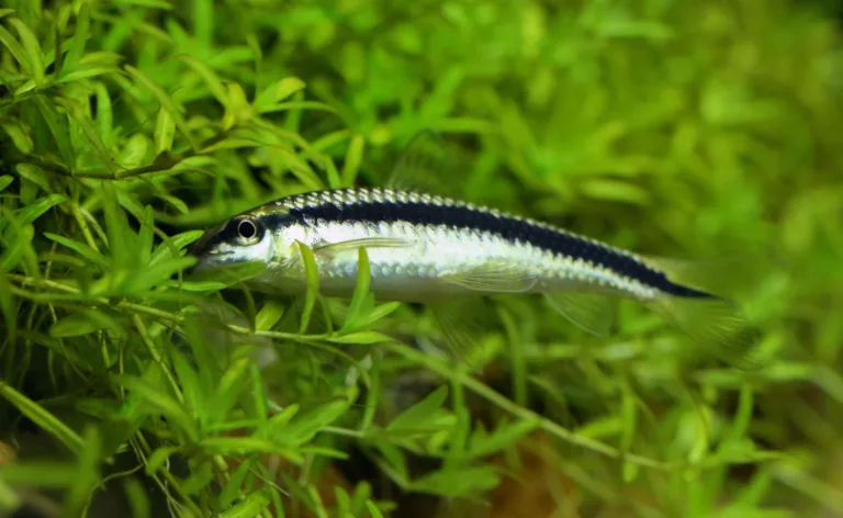 Glonojad syjamski - czy rzeczywiście jest agresywny jak sobie z nią radzić