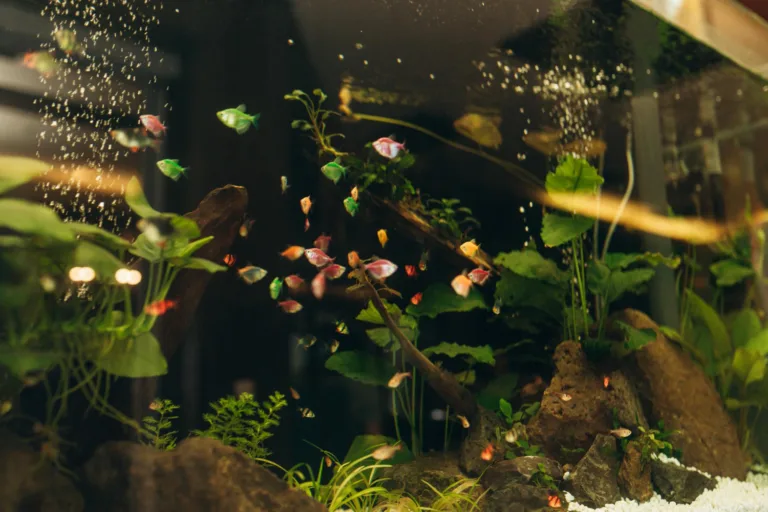 Rośliny akwariowe dla początkujących