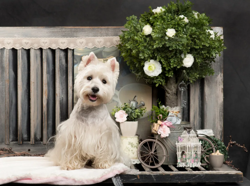 Żywienie psów małych ras - jak wybrać idealną karmę?