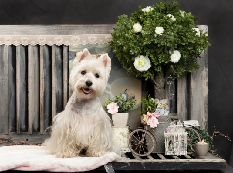 Żywienie psów małych ras - jak wybrać idealną karmę?