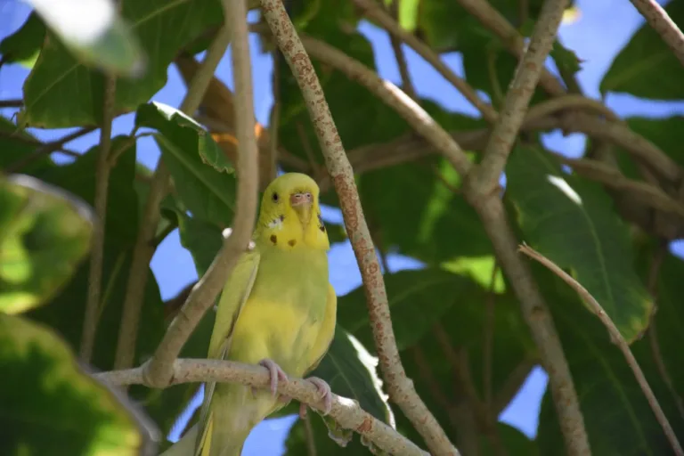 Karma dla papug falistych – jak zadbać o zdrowie swojego ptaka?