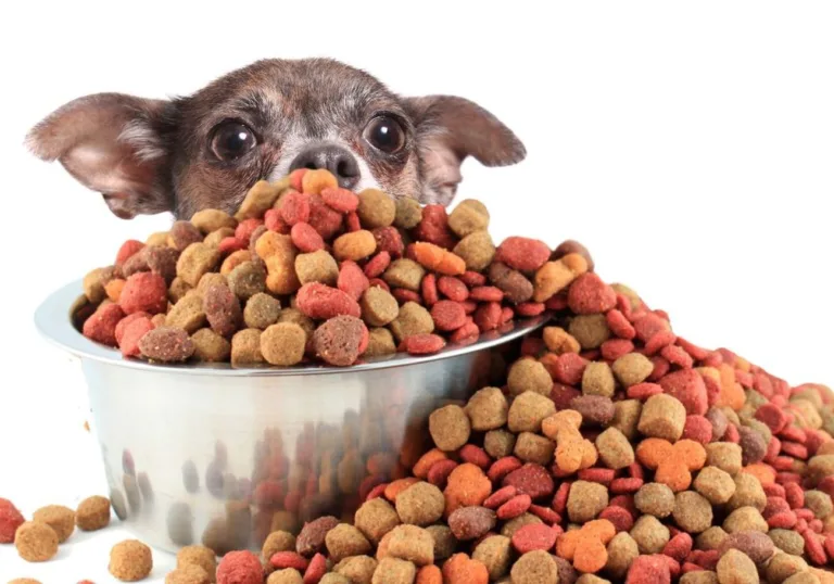 Jak sucha karma wpływa na rozwój Twojego szczeniaka