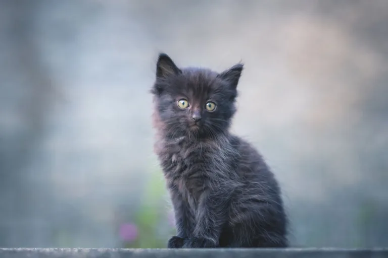 Szkolenie małego kota – jak nauczyć go korzystania z kuwety i drapaka?