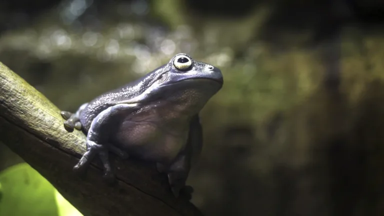 Liany do terrarium – Idealne rośliny dla Twojego egzotycznego pupila