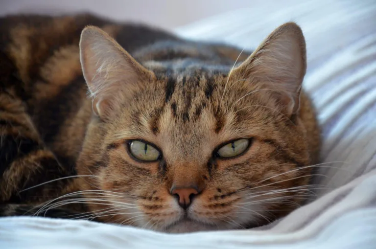 Czy karma odchudzająca dla kota to skuteczny sposób na zdrową sylwetkę pupila?