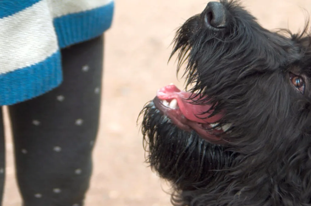 Ćwiczenia umysłowe dla psa