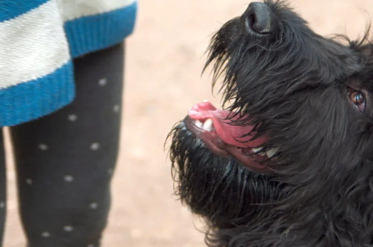 Ćwiczenia umysłowe dla psa