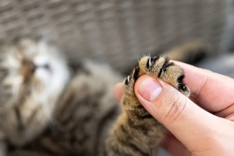 Spuchnięta łapa u kota – co robić, gdy Twój kot kuleje?