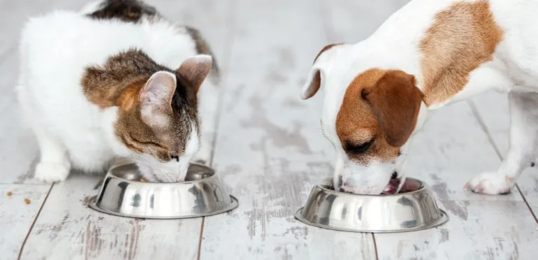 Czy koty mogą jeść karmę dla psów?