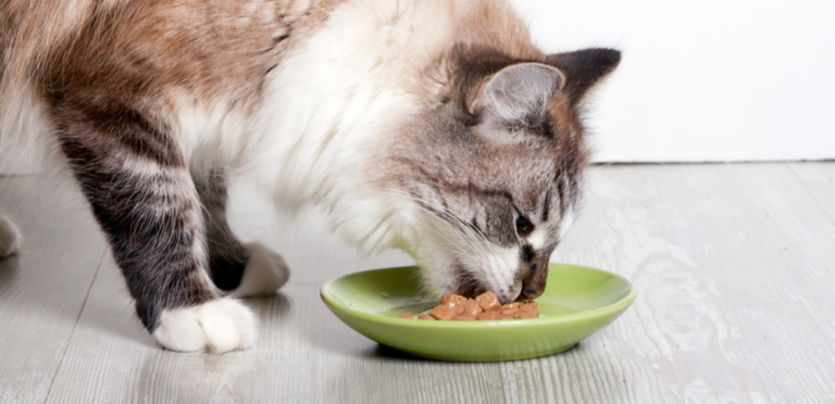 Jakie są najczęstsze błędy w żywieniu kotów?