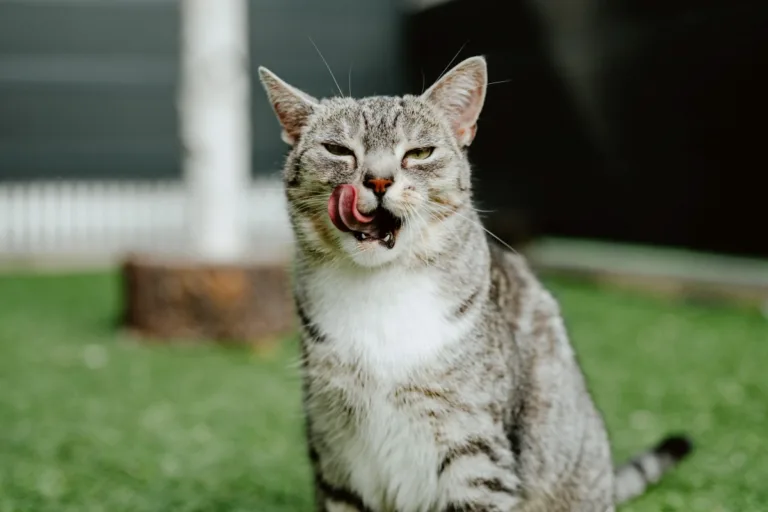 Jakie składniki są istotne w diecie kota po zabiegu sterylizacji?