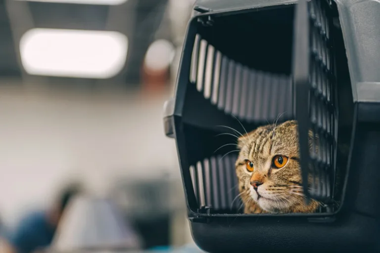 klatka kennelowa i transportery dla kotów