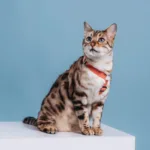 Czy kot niewychodzący też wymaga regularnego odrobaczania