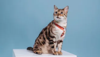 Czy kot niewychodzący też wymaga regularnego odrobaczania